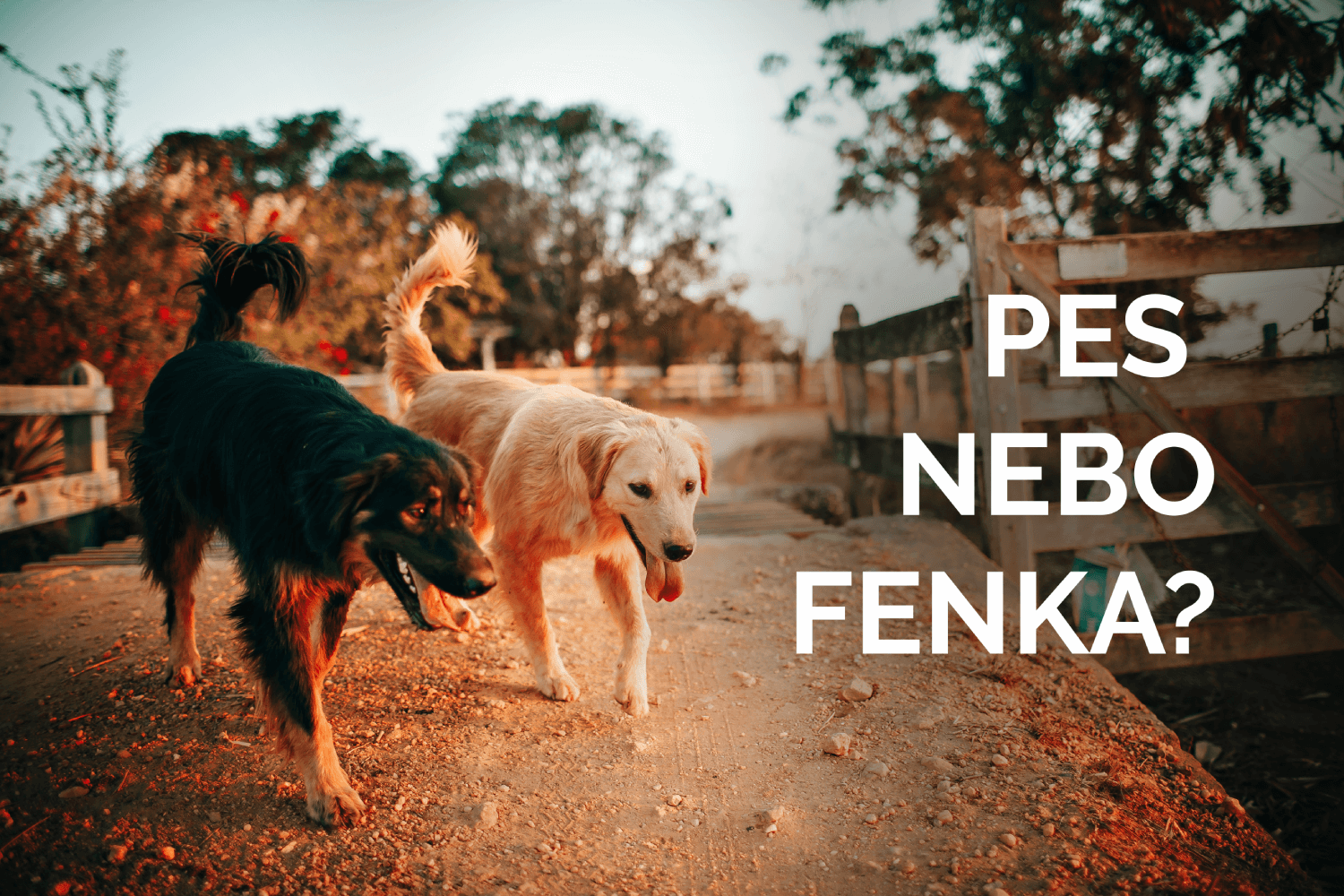 pes nebo fenka